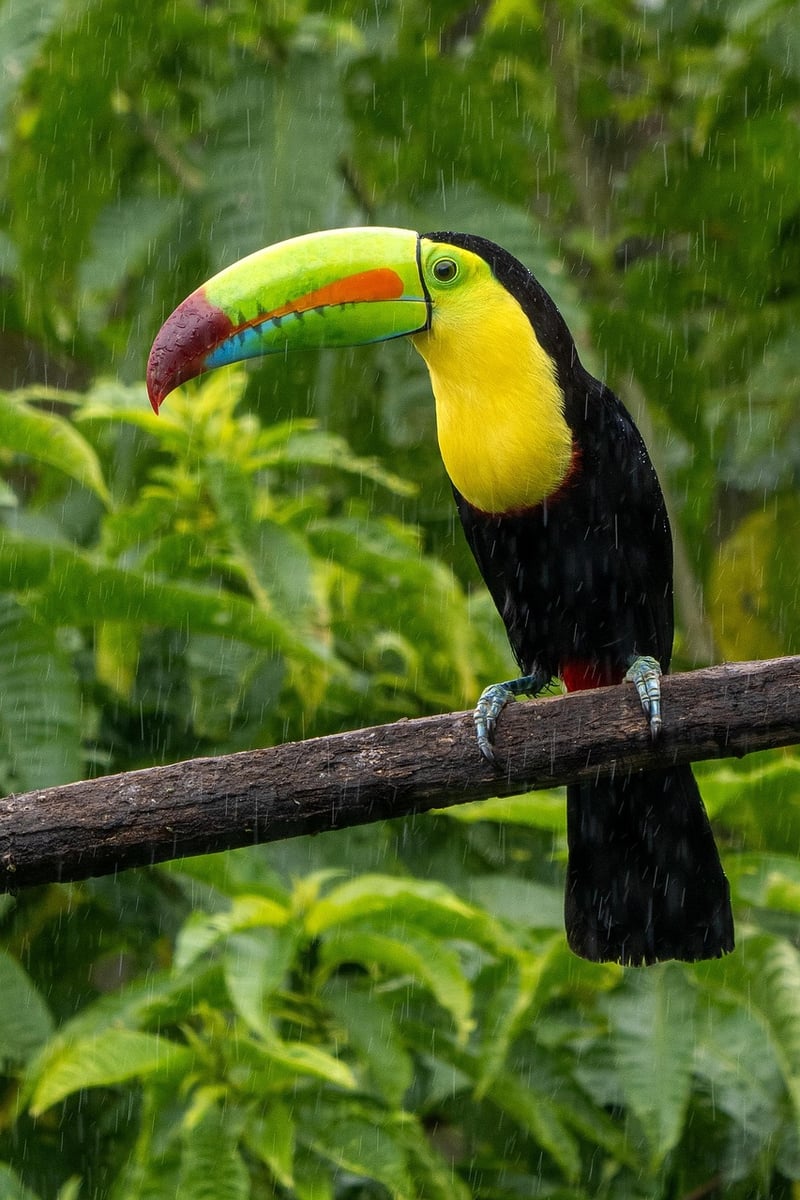Finca Rosa Blanca, Costa Rica